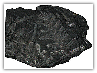 Fossil