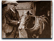Pit ponies 17 Ted Kerry Area Ostler Whitwick and South pits_2