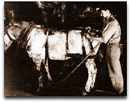 Pit ponies 3 Limbering up a pony